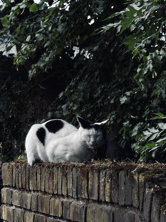 A black-and-white cat resting on a brick wall beneath leaves.