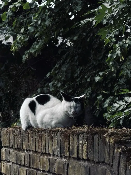 A black-and-white cat resting on a brick wall beneath leaves.